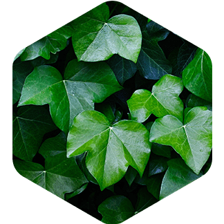 English Ivy Leaf